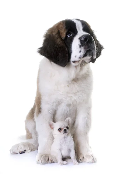 Pups chihuahua en saint-bernard — Stockfoto