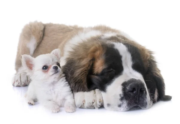 Cachorros chihuahua e santo bernard — Fotografia de Stock