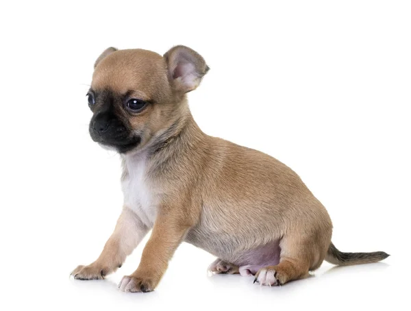 Puppy chihuahua in studio Royalty Free Stock Images