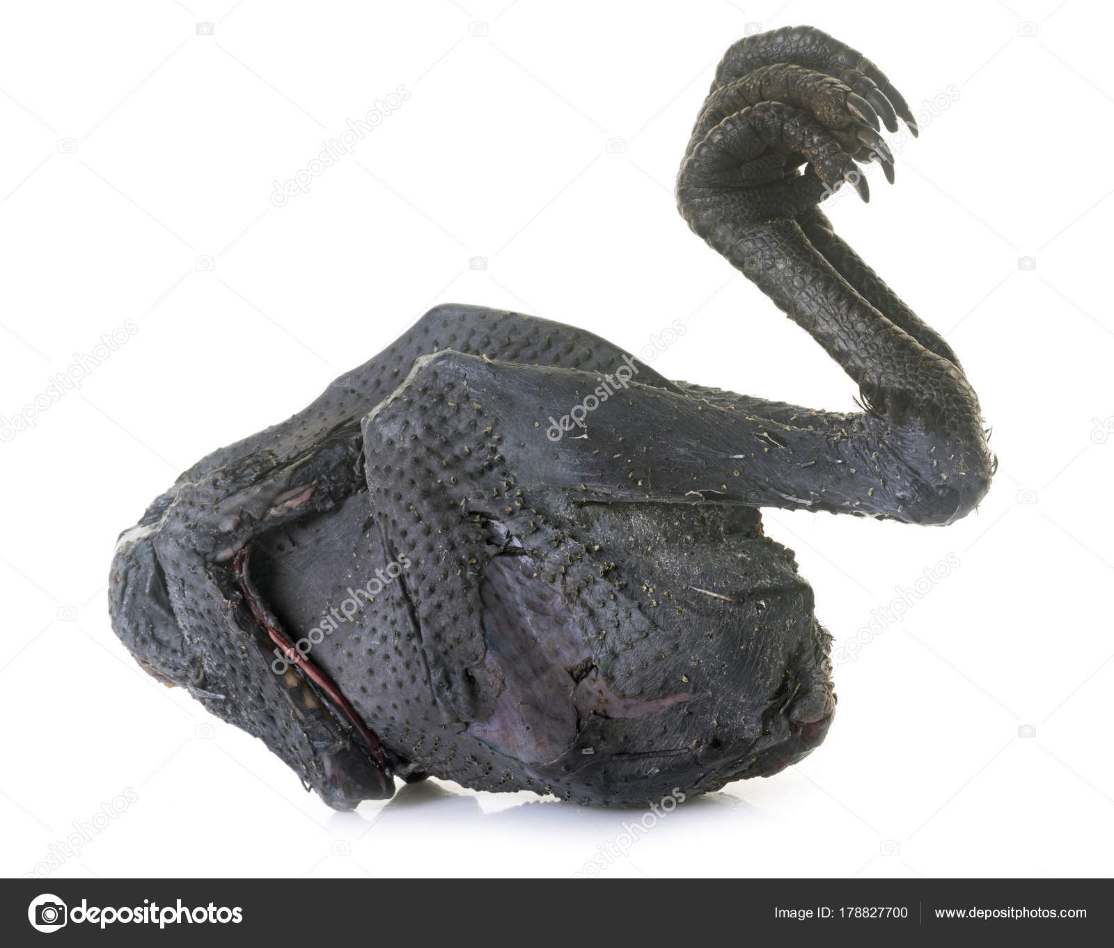 pollo ayam cemani — Foto de stock © cynoclub #178827700