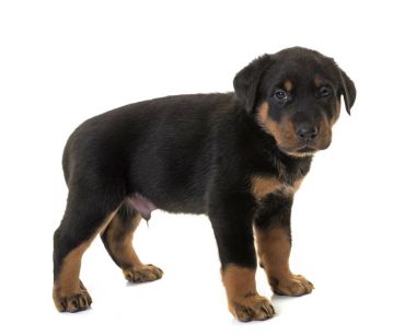 köpek yavrusu beauceron Studio