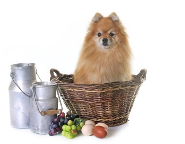 gruptaki Pomeranian spitz