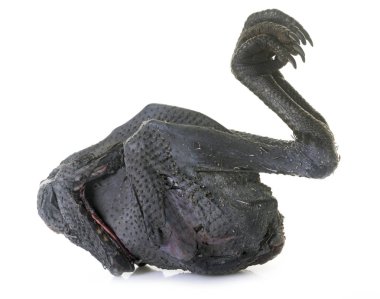 tavuk ayam cemani