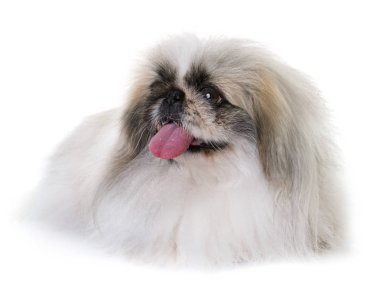 Studio fino köpeği