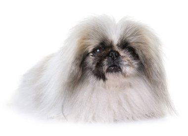 Studio fino köpeği