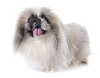 Studio fino köpeği