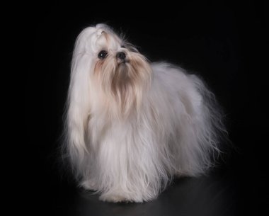 Studio Malta köpeği