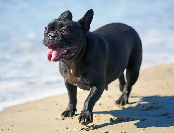 French bulldog on the beach — Stock Photo, Image