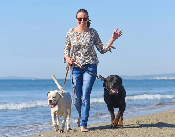 Vrouw en honden op het strand — Stockfoto