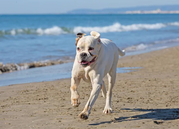 Hond op het strand — Stockfoto