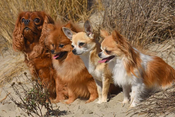 Honden op het strand — Stockfoto