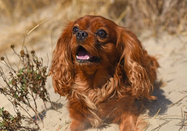 Cavalier King Charles — Stockfoto