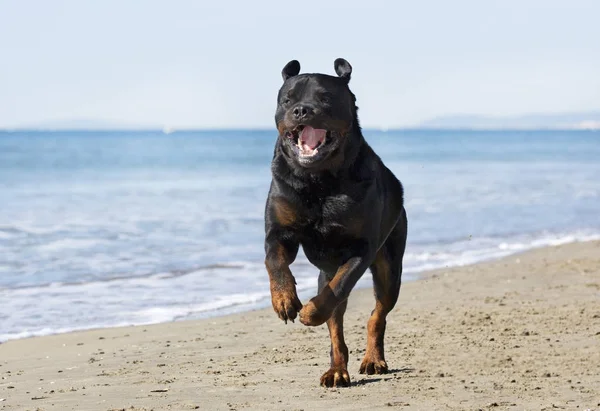 Rottweiler op het strand — Stockfoto