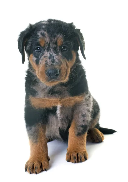 Puppy Beauceron Frente Fundo Branco — Fotografia de Stock