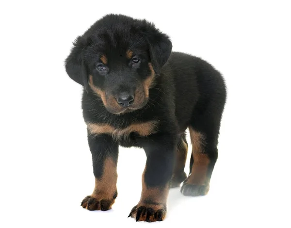 Welpen beauceron im Studio — Stockfoto