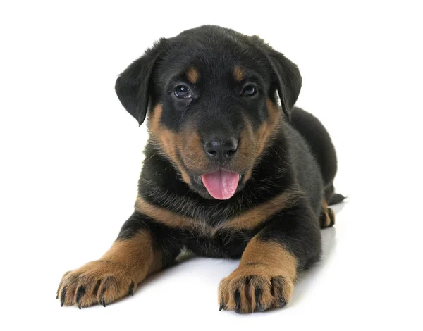 Welpen beauceron im Studio — Stockfoto