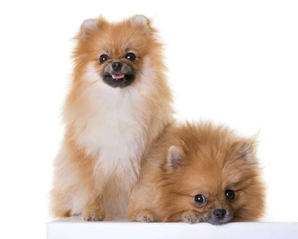 Spitz pomeraniano em estúdio — Fotografia de Stock