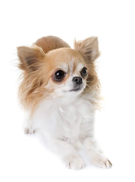 Chihuahua i studio — Stockfoto