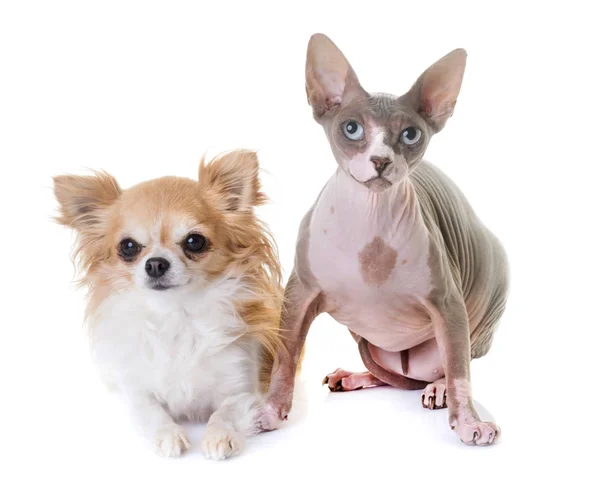 Esfinge gato y chihuahua — Foto de Stock