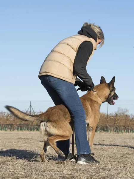 Training for a malinois — Stock Photo, Image