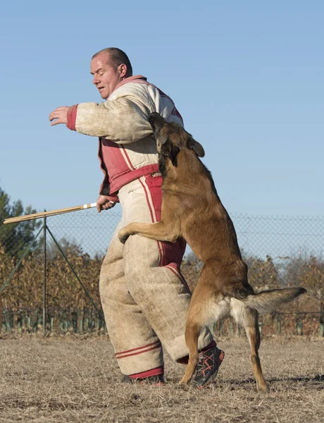 Formation de chien de police — Photo