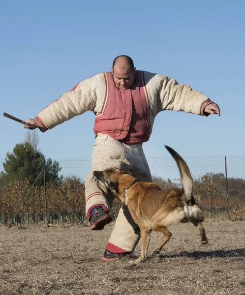 警察犬训练 — 图库照片