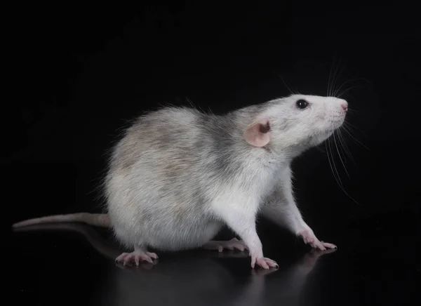 Młody szczur w studio — Zdjęcie stockowe
