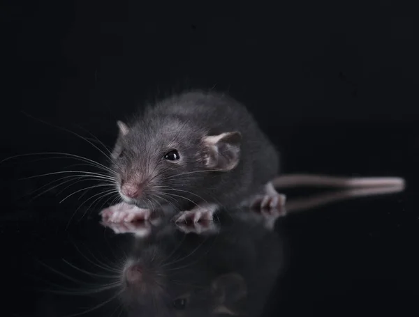 Ung råtta i studio — Stockfoto