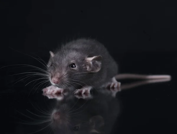 Tikus muda di studio — Stok Foto