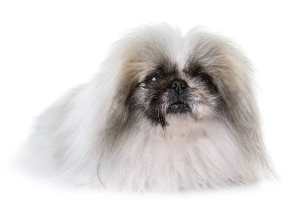 Perro pekinés en estudio —  Fotos de Stock