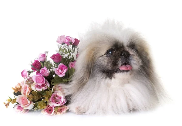 Pekingese cão no estúdio — Fotografia de Stock