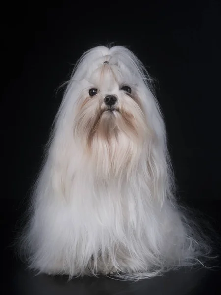 Maltesiska dog i studio — Stockfoto