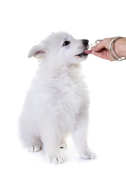 Puppy White Swiss Shepherd Dog — Stock Photo, Image