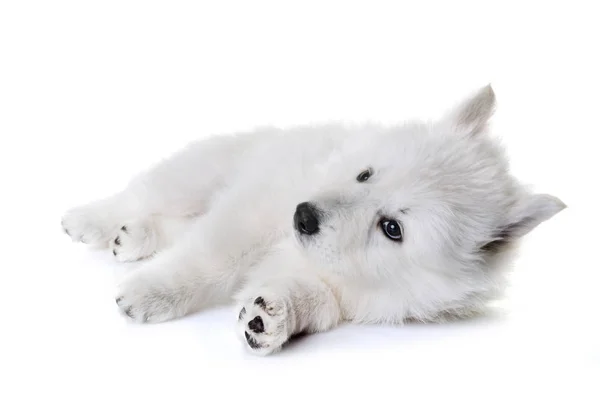 Cachorro branco suíço cão pastor — Fotografia de Stock