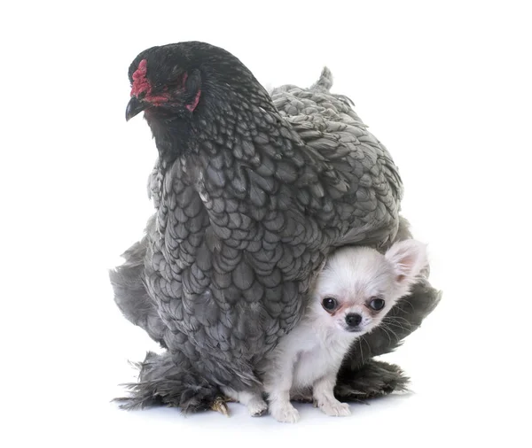 Brahma pollo e cucciolo chihuahua — Foto Stock