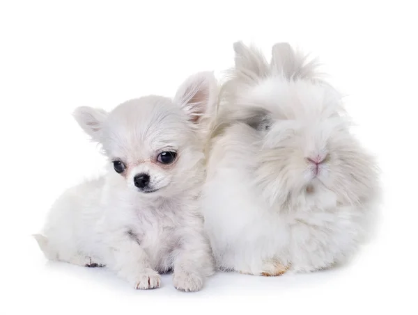 Coniglio nano e cucciolo chihuahua — Foto Stock