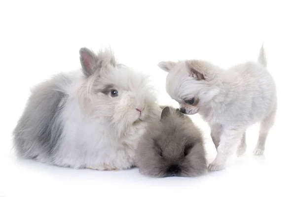 Karzeł królik i szczeniak chihuahua — Zdjęcie stockowe