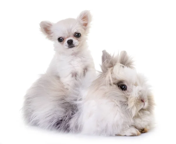 Dwarf rabbit and puppy chihuahua — Stock Photo, Image