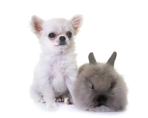 Dwerg konijn en pup chihuahua — Stockfoto