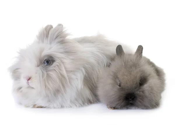 Dwerg konijnen in studio — Stockfoto