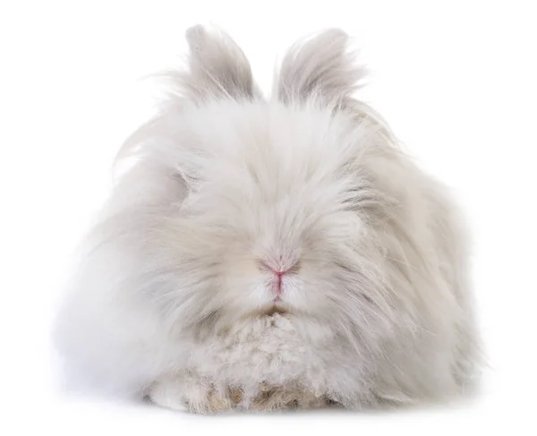 Dwarf rabbit in studio — Stock Photo, Image