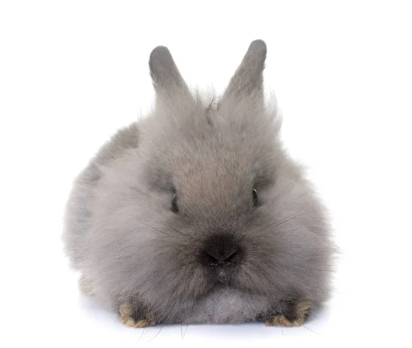 Карликовый кролик в студии — стоковое фото