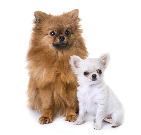 Köpek chihuahua ve pomeranian — Stok fotoğraf