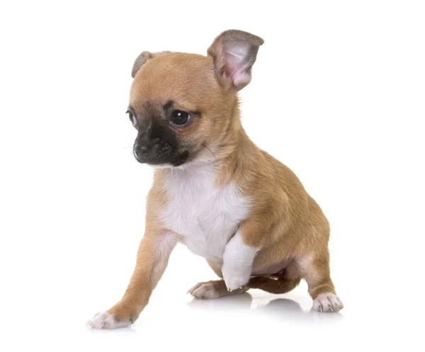 Welpe Chihuahua im Studio — Stockfoto