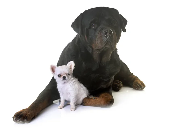 Puppy chihuahua and rottweiler — Stock Photo, Image