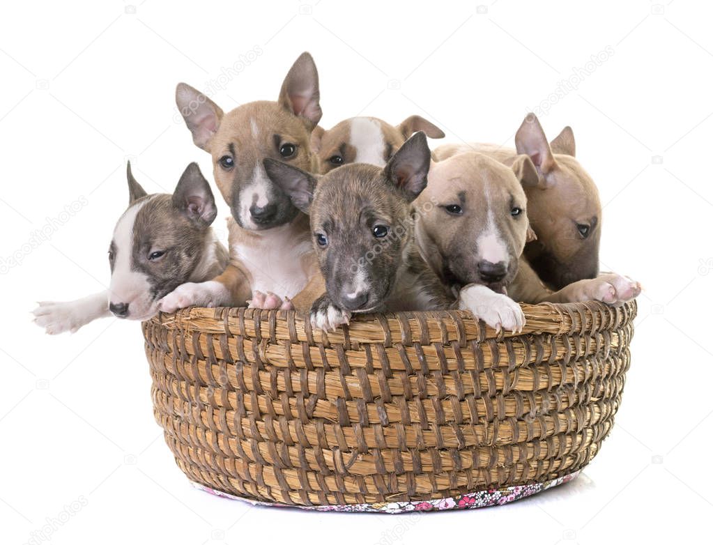 group of miniature bull terrier