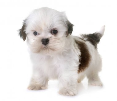 köpek yavrusu shih tzu Studio