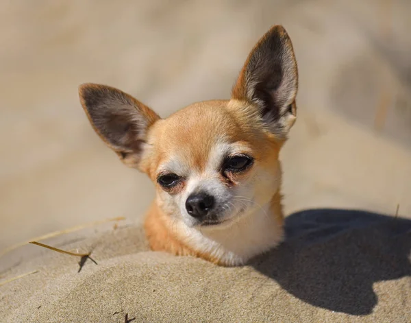 Chihuahua sahilde — Stok fotoğraf