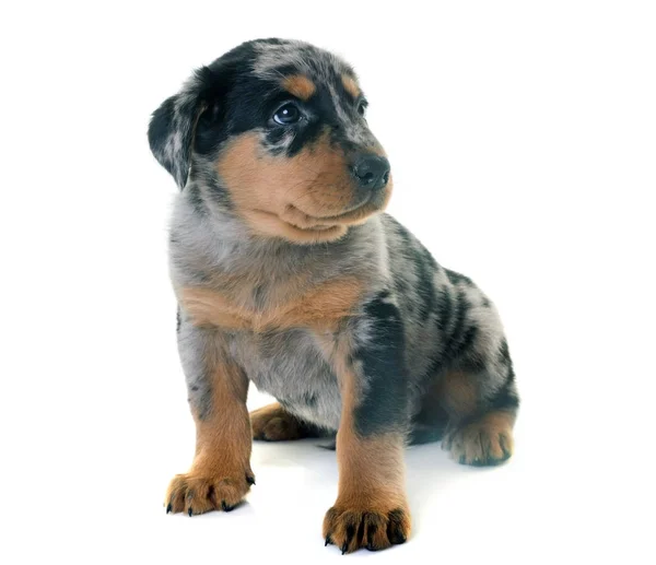 Puppy beauceron in studio — Stockfoto