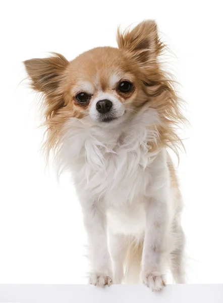 Chihuahua im Atelier — Stockfoto